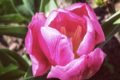 tulips_ninasimoneplum-10