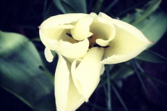 tulips_ninasimoneplum-11