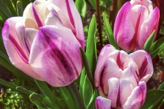 tulips_ninasimoneplum-12