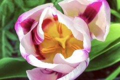 tulips_ninasimoneplum-13