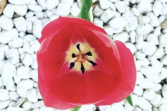 tulips_ninasimoneplum-14