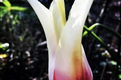 tulips_ninasimoneplum-16