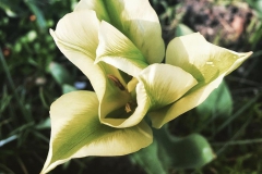 tulips_ninasimoneplum-17