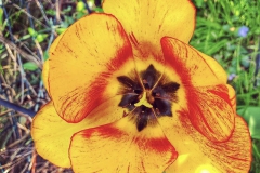 tulips_ninasimoneplum-18