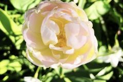 tulips_ninasimoneplum-19