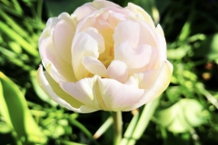 tulips_ninasimoneplum-20