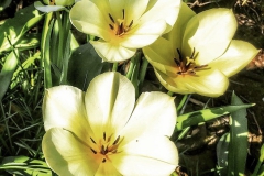 tulips_ninasimoneplum-22