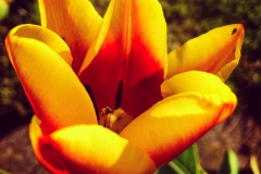 tulips_ninasimoneplum-23