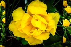 tulips_ninasimoneplum-24