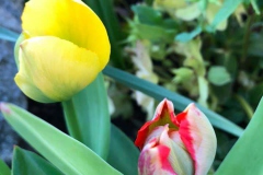 tulips_ninasimoneplum-25