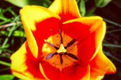 tulips_ninasimoneplum-28