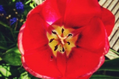 tulips_ninasimoneplum-29