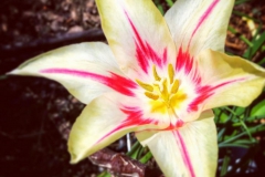 tulips_ninasimoneplum-30