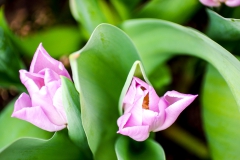 tulips_ninasimoneplum-31