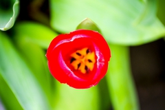 tulips_ninasimoneplum-32