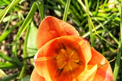 tulips_ninasimoneplum-33