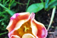 tulips_ninasimoneplum-34