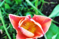 tulips_ninasimoneplum-35