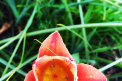 tulips_ninasimoneplum-36