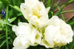 tulips_ninasimoneplum-37