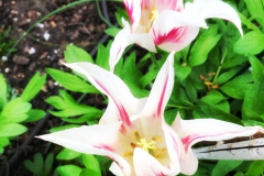 tulips_ninasimoneplum-39
