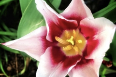 tulips_ninasimoneplum-4