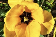 tulips_ninasimoneplum-5