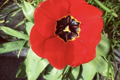 tulips_ninasimoneplum-6