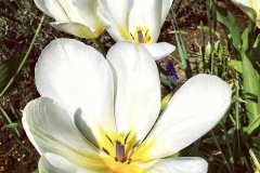 tulips_ninasimoneplum-7