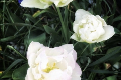 tulips_ninasimoneplum-9