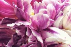 tulips_ninasimoneplum-1