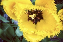 tulips_ninasimoneplum-15