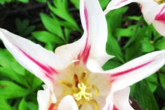 tulips_ninasimoneplum-40